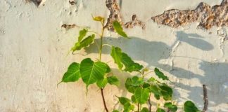 Peepal tree on Wall